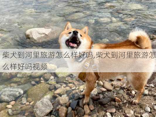 柴犬到河里旅游怎么样好吗,柴犬到河里旅游怎么样好吗视频